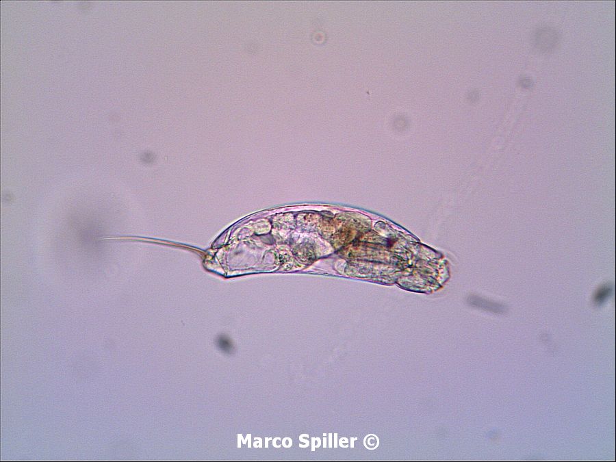 Trichocerca sp